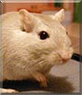 Theodore