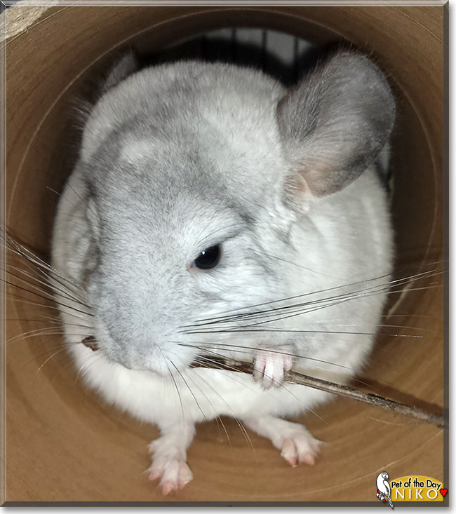 Niko Copernicus, the Pet of the Day Niko Copernicus, the Pet of the Day