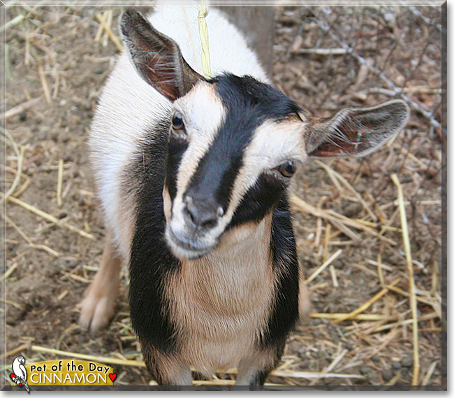 Cinnamon, the Pet of the Day Cinnamon, the Pet of the Day