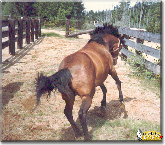 Koko the Morgan Horse, the Pet of the Day
