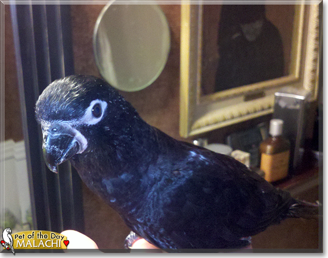 Malachi the Black Lory, the Pet of the Day