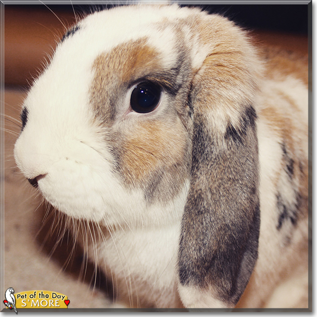 S'more the Holland Lop Rabbit, the Pet of the Day