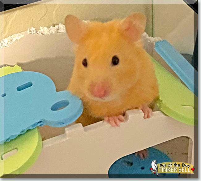 Tinker Bell the Syrian Hamster, the Pet of the Day