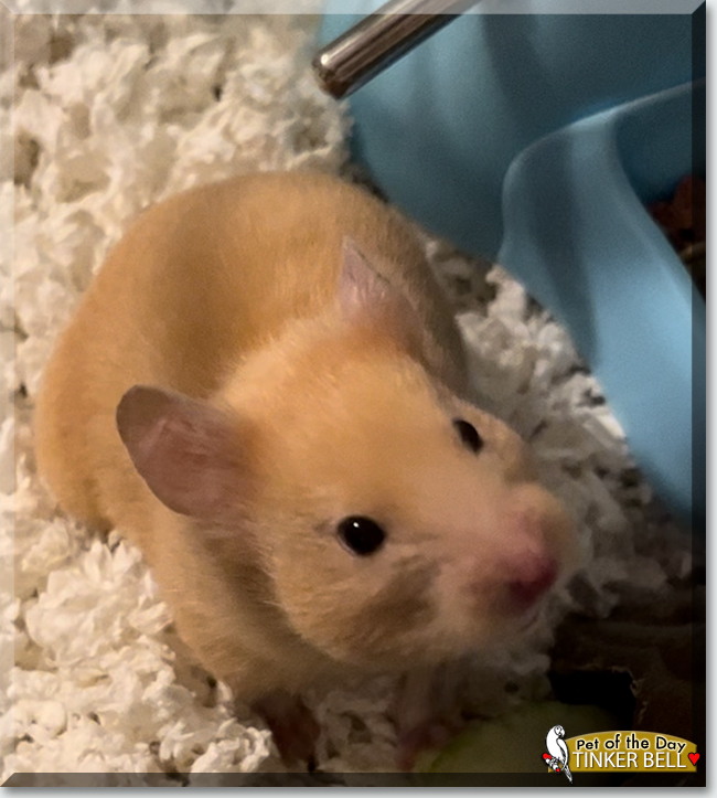 Tinker Bell the Syrian Hamster, the Pet of the Day