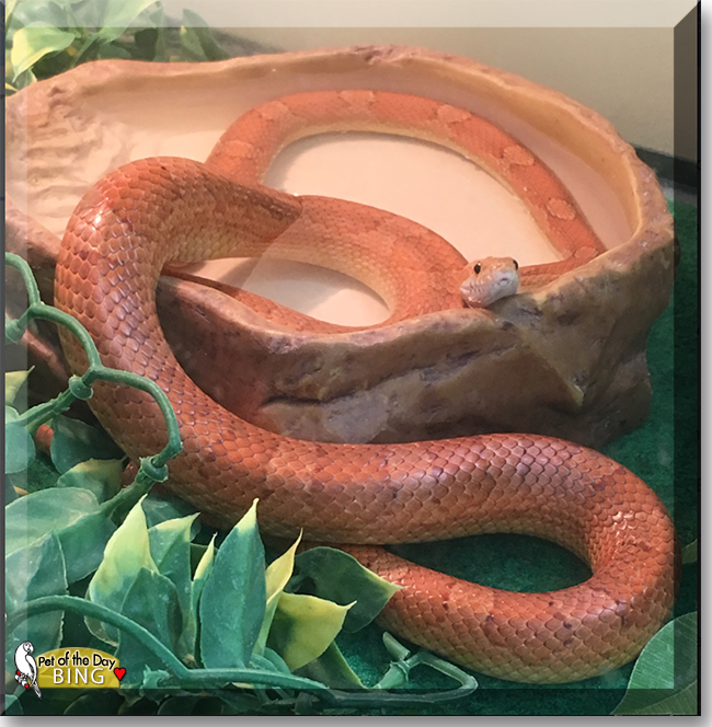 Bing the California Corn Snake, the Pet of the Day