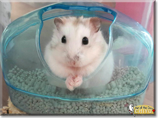 Chiyu the Dwarf Hamster, the Pet of the Day
