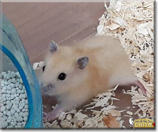 Chiyu the Dwarf Hamster, the Pet of the Day