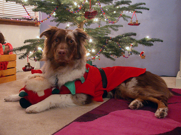 Merry Christmas from Brock, Felix, Charlie, Linus, Pidge, Oliver & Margaret