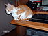 Click image for larger version. 

Name:	My new secretary, Creamsicle.JPG 
Views:	138 
Size:	572.0 KB 
ID:	36573