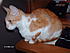 Click image for larger version. 

Name:	Secretary Creamsicle on phone duty.JPG 
Views:	121 
Size:	496.1 KB 
ID:	36574