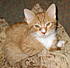 Click image for larger version. 

Name:	K & L's Cats & Ziggy Stardust In CA-Aug.2006 012-cropped&resized.jpg 
Views:	54 
Size:	143.9 KB 
ID:	45197