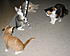 Click image for larger version. 

Name:	K & L's Cats & Ziggy Stardust In CA-Aug.2006 020-cropped&resized.jpg 
Views:	56 
Size:	199.8 KB 
ID:	45198