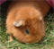 chrissycat21's Avatar