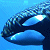 Orca's Avatar