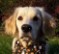 AllAmericanPUP's Avatar
