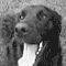 Flatcoatluver's Avatar