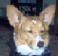 Pembroke_Corgi's Avatar