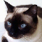 KitCat's Avatar