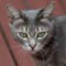 Bengalz's Avatar