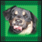 3muttsandaboston's Avatar