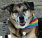 dukedogsmom's Avatar