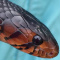 snakemama's Avatar
