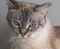 koxka's Avatar
