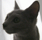 Russian Blue's Avatar
