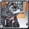 cocker_luva's Avatar
