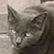 Killearn Kitties's Avatar