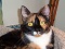 cats4ever's Avatar