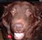 chocolatepuppy's Avatar