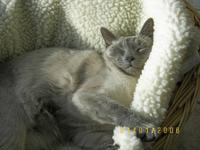 1-1-06 buddy in basket bright