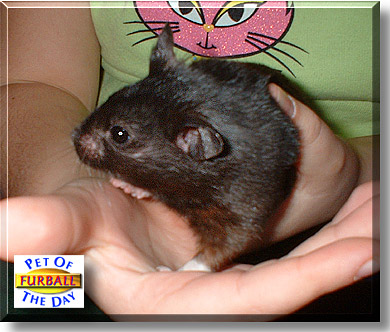 [PokeCommunity.com] The Hamster fanclub!