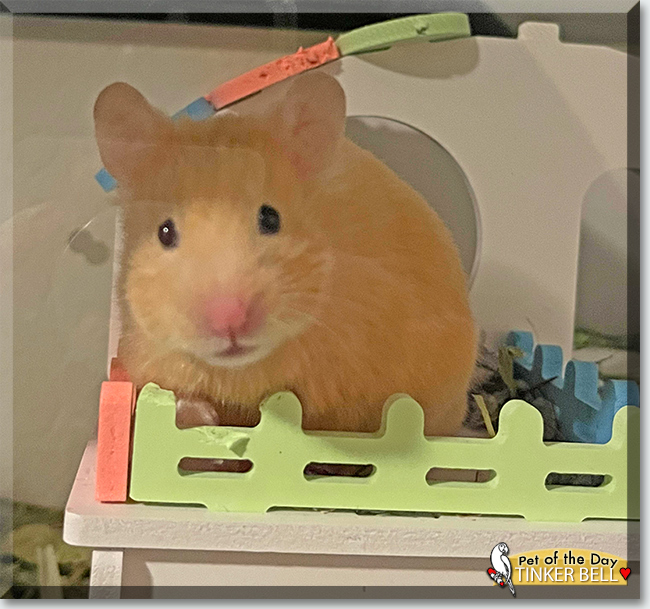 Tinker Bell the Syrian Hamster, the Pet of the Day