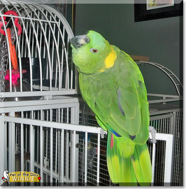 Winnie the Yellow Naped Amazon Parrot, the Pet of the Day