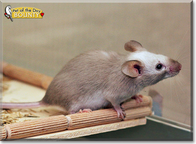 Bounty the Mouse, the Pet of the Day